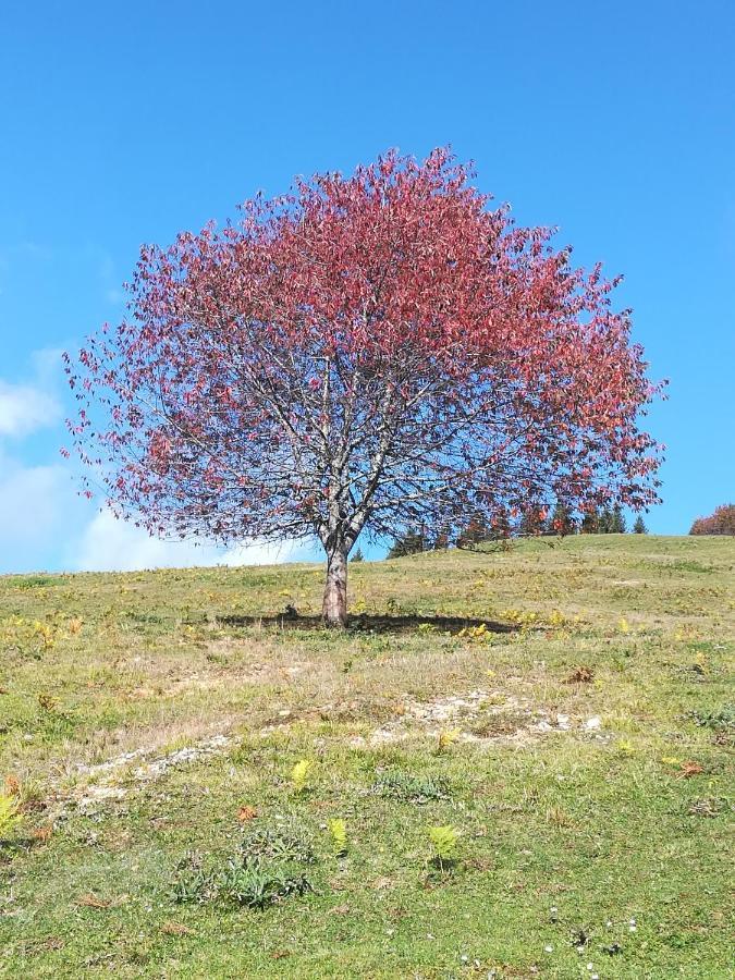 RatečeZbogar公寓 外观 照片